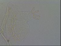 Echiniscus testudo image