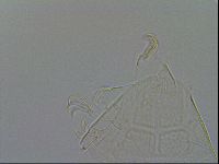 Echiniscus testudo image