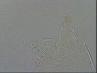 Echiniscus testudo image
