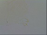 Echiniscus testudo image