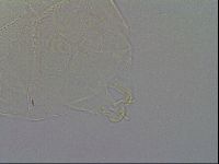 Echiniscus testudo image