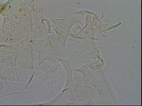 Echiniscus testudo image