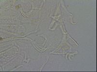 Echiniscus testudo image