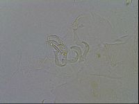 Echiniscus testudo image