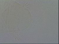 Echiniscus duboisi image