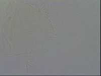 Echiniscus duboisi image