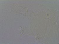 Echiniscus duboisi image