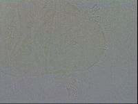 Echiniscus duboisi image