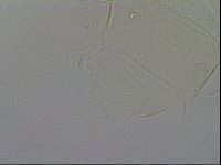Echiniscus duboisi image