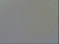 Echiniscus duboisi image