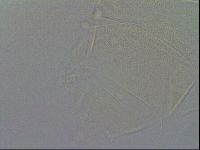 Echiniscus duboisi image