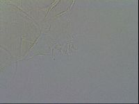 Echiniscus duboisi image