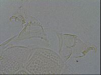 Echiniscus testudo image