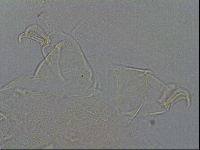 Echiniscus testudo image
