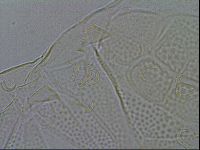 Echiniscus testudo image