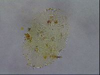 Echiniscus testudo image