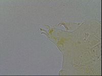 Echiniscus testudo image