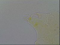 Echiniscus testudo image