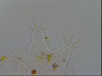 Echiniscus testudo image