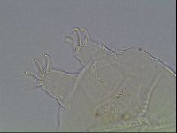 Echiniscus testudo image
