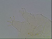 Echiniscus testudo image