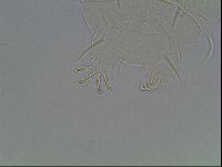 Echiniscus spiniger image