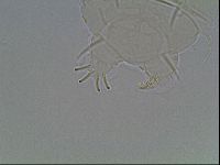 Echiniscus spiniger image