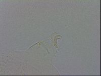 Echiniscus testudo image