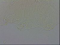 Echiniscus testudo image