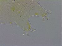 Echiniscus testudo image