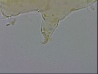 Echiniscus testudo image