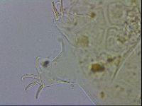 Echiniscus testudo image