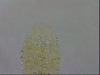 Echiniscus testudo image