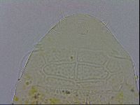 Echiniscus testudo image