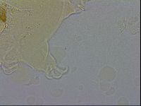 Echiniscus testudo image