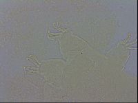 Echiniscus testudo image