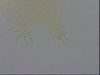 Echiniscus testudo image
