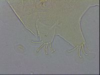 Echiniscus testudo image
