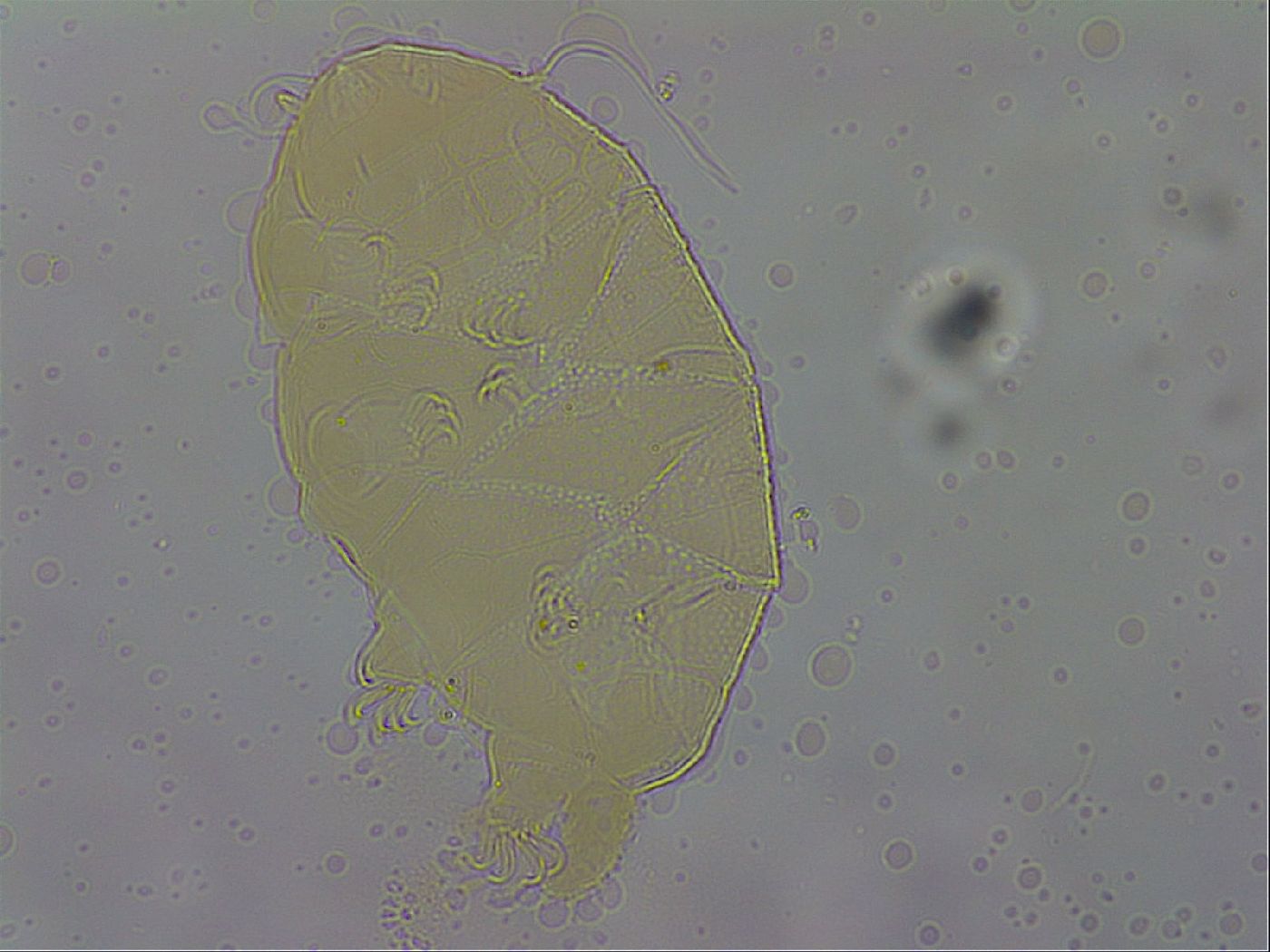 Echiniscus testudo image