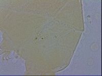 Echiniscus testudo image