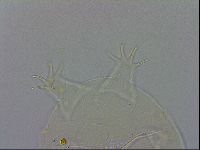 Echiniscus testudo image