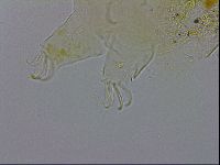 Echiniscus testudo image