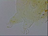 Echiniscus testudo image