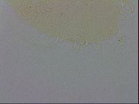 Echiniscus testudo image