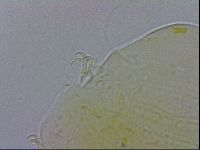 Echiniscus testudo image