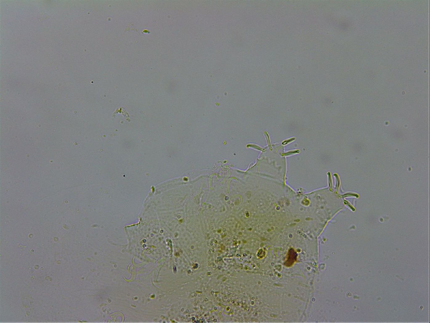 Echiniscus testudo image