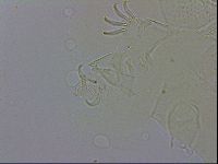Echiniscus testudo image