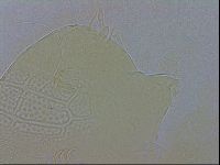 Echiniscus testudo image