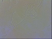 Echiniscus testudo image