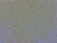 Echiniscus testudo image
